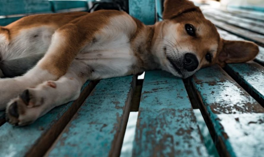 Dreaming of Dog Meat: 9 Main Meanings Explained