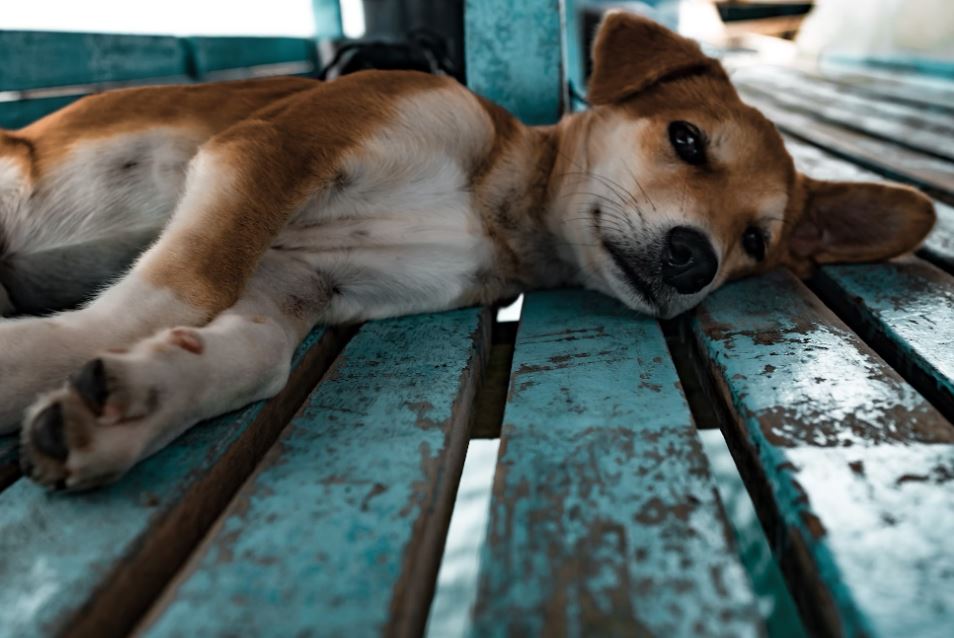 Dreaming of Dog Meat: 9 Main Meanings Explained