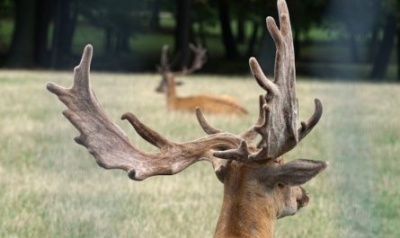 Dreaming about Antlers