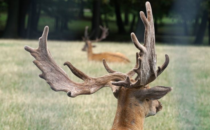 Dreaming about Antlers: 5 Main Meanings Explained