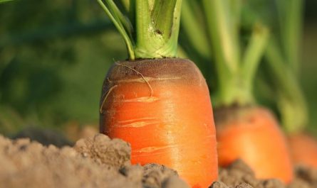Dream about carrots: 26 Main Meanings Explained
