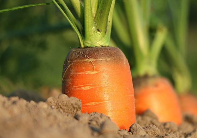 Dream about carrots: 26 Main Meanings Explained