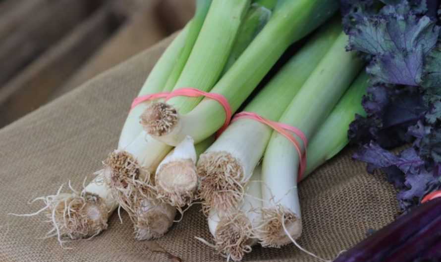 Dream about green onions: 32 Main Meanings Explained