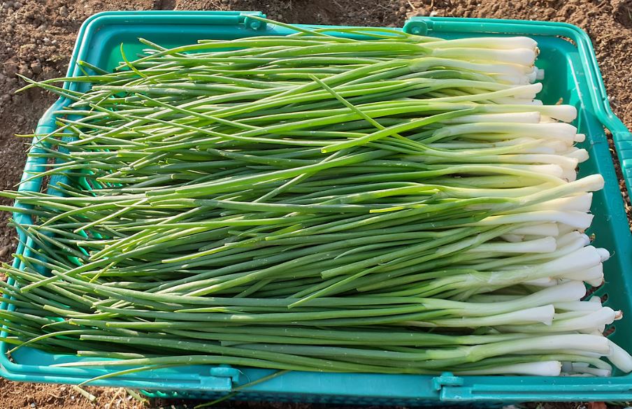 Dream about shallots: