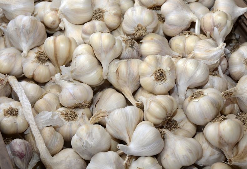 Dream about growing garlic
