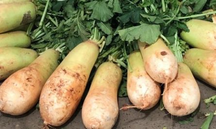 Dream about digging radishes: 17 main meanings explained