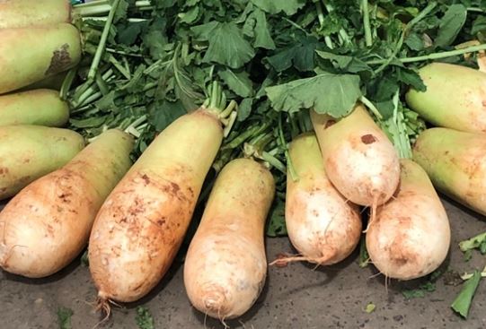 Dream about digging radishes: 17 main meanings explained