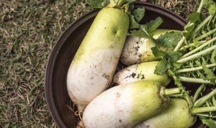 Dreaming of Radish: 37 main meanings explained