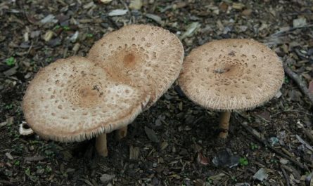 Dream about picking mushrooms: 12 main meanings explained