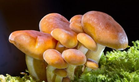 Dream about eating mushrooms: 6 main meanings explained