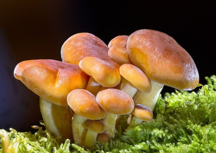 Dream about eating mushrooms: 6 main meanings explained