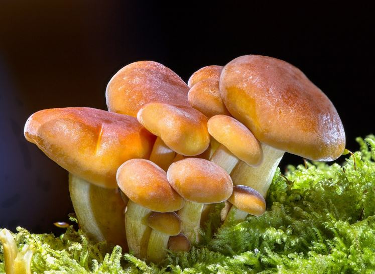 Dream about eating mushrooms: 6 main meanings explained