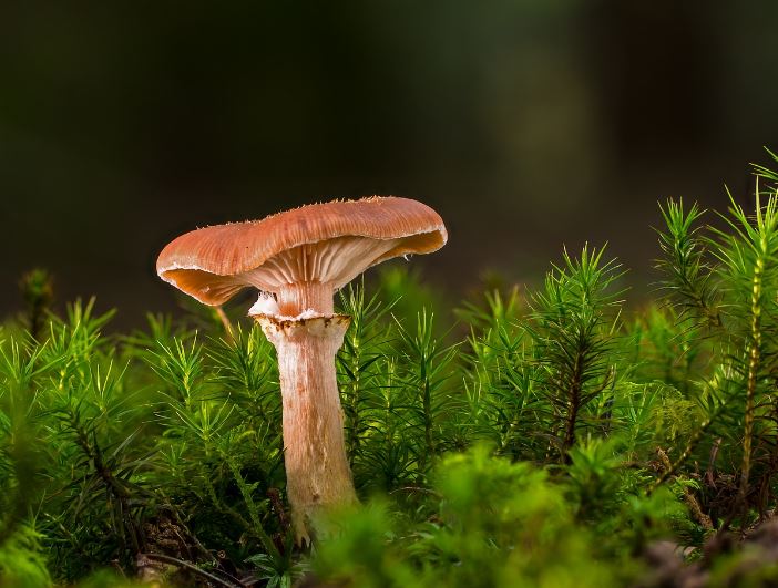 Dream about receiving mushrooms: 7 main meanings explained