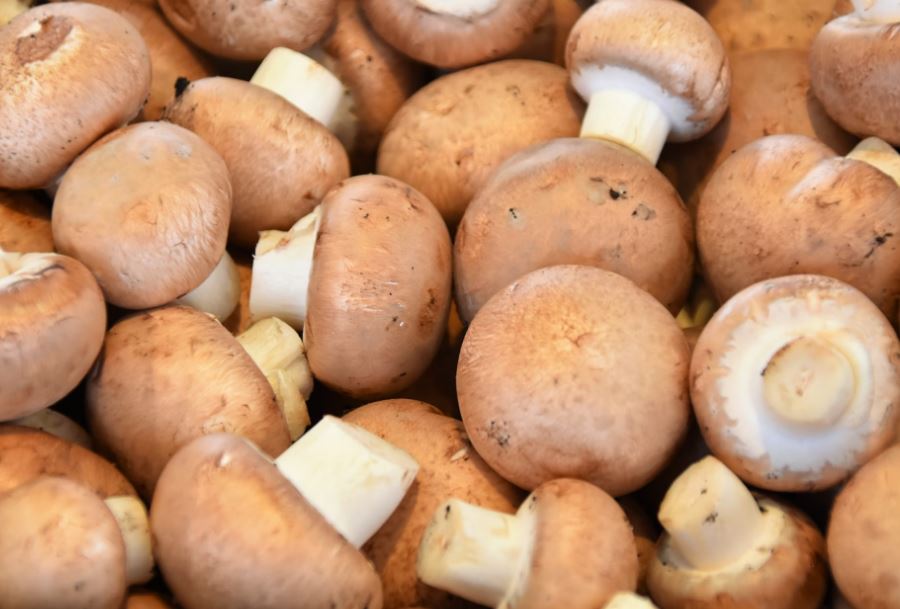 Dream about mushrooms: 13 main meanings explained