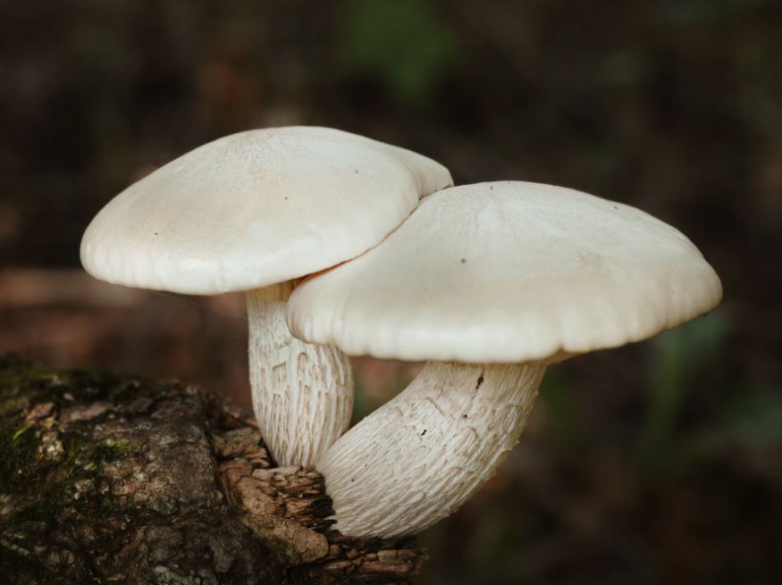 Dream about white mushrooms: 6 main meanings explained