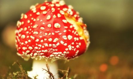 Dream about poisonous mushrooms: 8 main meanings explained