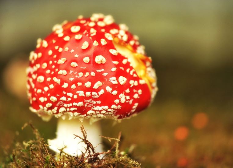 Dream about poisonous mushrooms: 8 main meanings explained