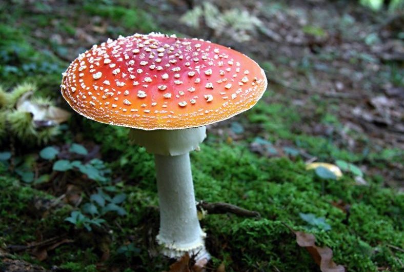Dream about eating poisonous mushrooms: 5 main meanings explained