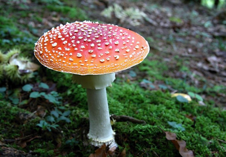 Dream about eating poisonous mushrooms: 5 main meanings explained