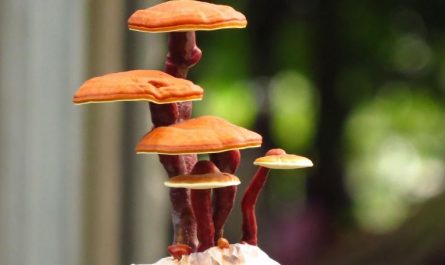 Dream about picking reishi: 5 main meanings explained