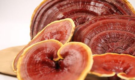 Dreaming of Reishi: 6 main meanings explained