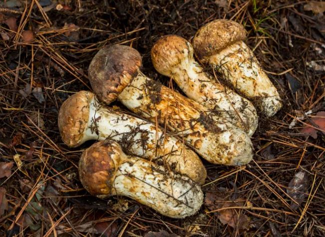 Dream about matsutake mushrooms: 20 main meanings explained
