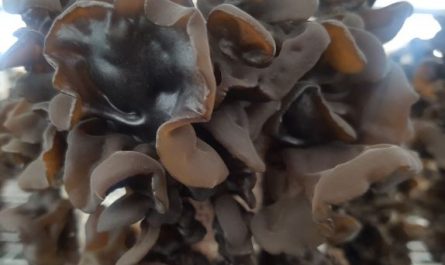 Dreaming of fungus: 6 main meanings explained