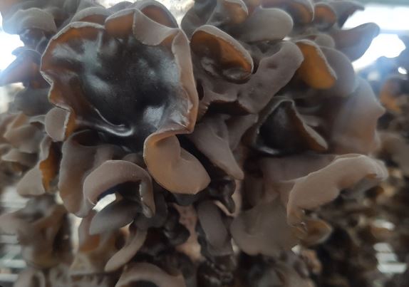 Dreaming of fungus: 6 main meanings explained