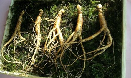 Dream about finding and eating wild ginseng: 13 main meanings explained