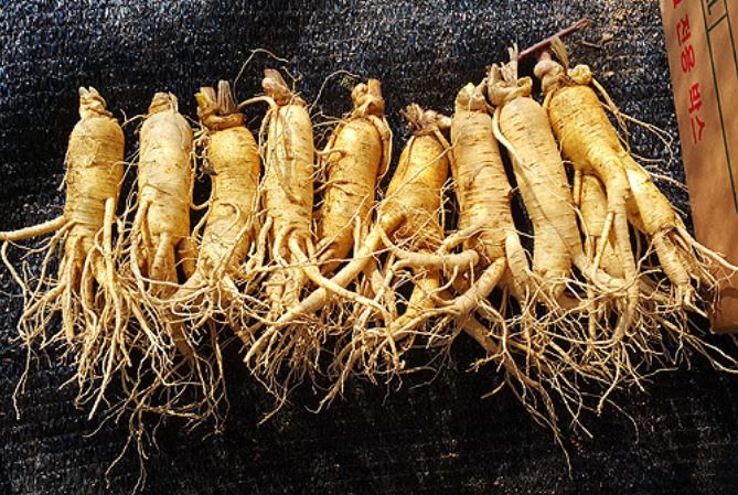 Dream about digging ginseng deep in the mountains: 13 main meanings explained