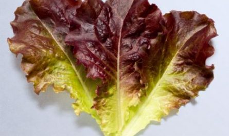 Dreaming of lettuce - symbolism and meaning Dreaming of lettuce symbolizes abundance, health, and new beginnings. Fresh green lettuce is interpreted as an energetic food, and if it appears in a dream, it is likely to have a positive meaning. This is interpreted as a sign of rising wealth, luck, or positive changes in life. In addition, lettuce is closely related to healthy eating, so it may also indicate an upcoming moment when your body and mind will be balanced and energized. On the other hand, if you see wilted or yellowed lettuce, it could be a warning message that you are low on energy or that what is happening may not be going as smoothly as expected. In this way, dreams about lettuce can be auspicious dreams or signs to look out for, depending on the state in which they appear in the dream. Therefore, if the lettuce is a vibrant green color, it is likely that your current efforts are bearing fruit or that good energy is flowing, so it would be advantageous to actively pursue your plans. However, if the lettuce has gone bad or dried up, it may need to be checked for health, relationships, and finances. Also, if you have such a dream, it is important to review your recent life habits and mental stress and balance it. Also, if something happens, you may need to make careful judgments and be well prepared, so you should pay more attention to these signs. Dream of picking lettuce Dreaming of picking lettuce symbolizes your efforts and achievements, often indicating fruitful results in reality. In particular, if you carefully pick green lettuce in a dream, it can be interpreted as a good result in your efforts. It also indicates that you will achieve positive results in business or workplace performance and in exams or projects. However, on the other hand, if you pick the lettuce too hastily, or if you see yourself picking wilted lettuce, it may be a sign that you may be missing out on a good opportunity due to impatience. Therefore, depending on the behavior and situation in the dream, its meaning may vary, and it is important to double-check how you pick the lettuce. Therefore, if you have been picking lettuce slowly and carefully, then calmly planning and proceeding will most likely lead to the best results in reality. However, if you find yourself picking too hasty or harvested lettuce that is not ripe correctly, it is necessary to take a step back and recheck the situation instead of rushing. Additionally, if you have such a dream, it is important to reflect on the areas in which you are currently waiting for results and taking appropriate action. In particular, it is important to remember that fewer mistakes and caution will make the road ahead easier. Dream of washing lettuce Dreaming of washing lettuce often indicates a process of purification and preparation for yourself. It may indicate that any issues in your life that have been worrying or frustrating you recently are showing signs of gradual resolution. Additionally, if you have unnecessary conflicts in your relationships or work, it could also mean that you are approaching the time to resolve these conflicts and move towards harmonious relationships. If you think about washing lettuce with water, it means that your positive energy is gradually recovering, which may suggest that a good time is approaching to plan for the future. However, if the lettuce is not washed properly or feels cloudy or dirty, you may still have problems to solve or may be in a state of emotional turmoil, so you need to be careful. If you have these dreams, it may mean that you need to look inside yourself and unify unnecessary worries or negative emotions in your waking life. Additionally, if you want to improve your relationships around you, it's important to have honest conversations and maintain a positive attitude. In particular, if you have conflicts at work or school, you may also need to work on them. Therefore, it is important to consider what areas need to be organized at the moment and remember that taking the time to organize your mind will make your life smoother later on. Dream about eating lettuce Dreaming of eating lettuce indicates that your body and mind will be healthy and rejuvenated. In particular, if you think of a scene where fresh lettuce is eaten deliciously, it may mean that your life is going smoothly now and you may move in a more positive direction in the future. Additionally, lettuce can symbolize mental relaxation and well-being, so if you're feeling stressed every day, this dream may suggest that you will soon have the opportunity to find inner peace. However, on the other hand, if you dream of eating wilted or tasteless lettuce, it may be a warning message suggesting that you are neglecting your healthcare or that you may be unhappy with your recent choices. Therefore, if you eat lettuce deliciously in a dream, it is recommended to maintain an active lifestyle in real life and pay more attention to your health. However, if you find it difficult to eat lettuce, you may need to take a break because your body may feel tired or stressed in life. Additionally, it's important to double-check if your recent decision or choice is right for you. Only good flow can be maintained with health and mental balance and harmony, so you should start by checking small habits in your daily life. Dream about planting lettuce Dreaming of planting lettuce can indicate new beginnings and hope, suggesting that you can expect positive changes as you prepare for the future. In particular, if you carefully plant lettuce in a dream, this is interpreted as the fact that your current efforts are likely to bear fruit in reality. If you start a new project at work or work, or if it's time to set personal goals and work towards them, this dream may indicate good results in the future. In addition, in relationships with family, lovers, friends, there is a good chance that there will be an opportunity to build stronger bonds, which may be a period when your relationship is expected to develop steadily. However, if you grow lettuce and it doesn't grow properly or the roots look weak, it may indicate that you may need to work hard or modify your current plans. Therefore, if you have grown strong lettuce in your dream, it may be a good option to advance your plans in real life, and you can expect corresponding results. However, if the lettuce is not properly seated, it may be important to double-check and adjust to ensure the current orientation is correct. Additionally, if you're starting a new job, you need to be well-prepared and planned, rather than rushing forward. Finally, it makes more sense to think about what your current efforts will lead to in the long run and pave the way for the future with adequate preparation. Dream of wilting lettuce Dreaming of wilted lettuce often reflects a decline in energy in reality or anxiety and worry about the current situation. This usually happens when fatigue accumulates at work, school, or personal life, or when planned tasks are not going well. Additionally, these dreams may also occur if you are in poor health or stressed, indicating that the work you are doing may not yield the desired results. In particular, if you feel sad when you see wilted lettuce, it may be a reflection of your disappointment or helplessness in the current situation. However, these dreams not only have negative meanings but can also be seen as a sign, providing you with an opportunity to review and improve your current situation. Therefore, if you have this dream, it is important to reflect on your physical and mental health at the moment, and perhaps it is time to take a break. Additionally, if things aren't going well, you may need to plan for the long term and be a little more patient than short-term results. If there is a conflict in your relationships around you, you may need to work on working on it, and trying even small changes will be one way to create a positive flow. Therefore, it is important to remember that it is important to check the current situation and take the necessary measures. Dream of giving food to someone else Dreaming of cooking for someone symbolizes sharing and giving in reality, suggesting the potential for positive changes in your relationships. In particular, if you happily hand over lettuce in your dream, it may mean that you are likely to meet a wonderful relationship or help someone around you in your waking life. Lettuce is a food ingredient that symbolizes health and abundance, so giving it to others also means sharing your positive energy. If in a dream you give lettuce and see that the other person is happy, this may indicate that good things will happen in the near future, and there may be an opportunity to give back the help you received from someone. However, on the other hand, if you are forced to send lettuce or the other person refuses, it may indicate that your kindness is not being properly conveyed in real life or that misunderstandings may occur in your relationships. Therefore, if you have this dream, it is important for you to review your current relationship and maintain positive interactions. It may also be necessary to look around for people who need their help, and it's best to remember that sharing good vibes will eventually have a positive impact on yourself. Conversely, if you are being rejected lettuce in your dream, you may need to reflect on whether there have been unnecessary conflicts in your relationship recently and work on addressing them. Finally, it's important not to forget that sharing positive energy is an important factor that can lead to better connections. Dream of stealing lettuce Dreaming about stealing lettuce often reflects that you are forcibly getting something in reality or that you have become too greedy. It may indicate that you are trying to achieve your goals in a way you do not want at work, study, or in relationships, or that you may be making hasty decisions in a state of instability. In particular, if you feel anxious while stealing lettuce in your dream, it is likely that you are also feeling insecure or guilty about your choices in your waking life. Additionally, since lettuce symbolizes health and abundance, stealing it could also mean that the balance in reality is being disrupted. If you are caught or scolded by someone in your dream, you need to be careful because what you are doing is likely to be disrupted by unexpected variables. Therefore, if you have this dream, you need to double-check if your actions are going in the right direction in reality. If you make the wrong decision out of impatience, it may be important to take a step back and rearrange your situation. Additionally, if you are currently in a precarious state, it may be helpful to consult with someone you trust or explore new alternatives. First of all, it is necessary to remember that achieving your goals in a legal way will lead to better results in the long run. Therefore, it is important to remember that it is important to revisit your choices and remain cautious. Dream about throwing lettuce Dreaming about throwing away lettuce is related to the process of sorting out things you don't need in reality or letting go of existing thoughts or habits. If you throw away fresh lettuce, it may mean that you yourself have missed an important opportunity, and conversely, if you dream of throwing away wilted lettuce, it may suggest that you are ready to clean up unnecessary worries or negative emotions and start over. In particular, if you throw away lettuce in a dream without regrets, this indicates that you may have the opportunity to organize something in reality and move forward with a relaxed heart. However, on the other hand, if you feel regret or hesitation after throwing away lettuce, it could mean that you need to reconsider important decisions in your waking life. Therefore, if you have this dream, you may need to look at your current situation and clean up any unnecessary emotions, relationships, or habits. In particular, if you have a strong sense of regret after throwing away lettuce, you should be careful not to make too hasty decisions in real life. Conversely, if you feel cool after throwing it away, it could be a sign that your current options are moving in the right direction, so it might be a good idea to make a bold decision without hesitation. Finally, you should remember that this dream carries an important message as you let go of your attachment to the past and move on. Dream of a pile of lettuce Dreaming of a pile of lettuce symbolizes wealth and abundance, and it is likely that your reality is filled with positive energy. In particular, fresher lettuce may indicate better financial opportunities or higher life satisfaction. It could mean that your efforts are paying off, or you may hear good news that you didn't expect. Also, if you are happy when you see lettuce in your dream, then it is likely that your desired goals or desires will soon come true in your waking life. However, if you feel like you're overwhelmed by too much lettuce, it could be a sign that you're taking on too many responsibilities in your waking life or being overwhelmed by too many things. Therefore, if you have this dream, it is necessary to examine your current financial situation or goals and be prepared to take advantage of opportunities as they arise. If you feel overwhelmed in your dream, you may need to make appropriate adjustments in your reality, and dividing tasks or asking for help can be a good approach. On the contrary, if you are happy to see an abundance of lettuce, it is important to actively take advantage of the opportunity, because positive changes are expected in reality. It's important to remember that these dreams convey an important message about finding balance and reorganizing your way forward in your life. Dream about buying and selling lettuce Dreaming of buying and selling lettuce indicates deals and opportunities, which may suggest that it is time to make important decisions in reality. In particular, if you seem happy to buy lettuce, it could mean a good opportunity is coming your way or you may face positive changes in reality. Conversely, if you regret selling your lettuce, it could mean you've missed out on an important opportunity or that you need to reconsider your choices. Also, if you sell lettuce at a high price, there is a chance that you will be recognized in real life, which may be when you are looking forward to achieving results in your work or business. However, if you feel like you're selling cheap or losing money, it could be a sign that you need to exercise careful judgment before making important decisions, even in real life. If you have this dream, you need to check what you are currently doing or what important decisions are going in which direction. If you are happy with your lettuce purchase, it can be a good way to trust the path you have chosen in real life. However, if you regret selling, you need to rethink and adjust whether your current choice is really correct. Especially if you are facing significant changes in your financial situation or relationships, you should remember that it is important to make rational decisions rather than emotional choices. Dream of rotten lettuce Dreaming about rotten lettuce carries a warning meaning, suggesting that you may be missing out on important opportunities in reality or that what you were expecting might not go as well as you thought. Lettuce, in particular, is a food ingredient that symbolizes freshness and health, so if it goes bad, it could mean that your expectations or your goals may not be what you want. It could be that things are gradually going in a bad direction at work, school, or relationships, or it could be a sign that problems could get worse if left unattended. In addition, if you feel unpleasant emotions when you see rotten lettuce, you may feel dissatisfied or anxious about the current situation in real life, and you are likely to be in a state of negative psychological emotions accumulation. Therefore, if you have this dream, it is important to examine your current situation and look for solutions to the problem. If things are not going well, you may need to consider a different direction or require more preparation and effort. Additionally, if there are misunderstandings or conflicts in your relationship, you need to have an attitude of actively trying to resolve them rather than ignoring them. On top of that, the appearance of rotten lettuce means it's time to clean up and change, so it's important to sort out any emotions or relationships that are no longer needed and start over. Dream about boiling lettuce Dreaming of cooking lettuce may indicate that a time is approaching when you can use your abilities in reality to create new changes. In particular, if you dreamed of cooking lettuce fragrantly, then what is happening at the moment is going well, and there is a high probability that you will get a good result from it. Additionally, there may be opportunities to recognize your abilities or realize your creative ideas through new endeavors. However, if you dream that food is not going well or that the lettuce is burnt or ruined, there is a possibility that things are going in a different direction than you expected in your waking life, and you may need to readjust your plans. Therefore, if you have this dream, it will be important to double-check what you are currently doing or projects and make up for any shortcomings. In particular, if creative experimentation is required, it is recommended to approach it more carefully and try different approaches. If cooking in the dream fails, it may be necessary to revisit the current method to see if it is the best and look for a better way. Finally, it's important to remember that results can vary depending on how you use the resources you have, so it's important to maintain careful planning and a proactive attitude. Dream about sharing lettuce Dreaming about sharing lettuce carries the meaning of harmony, cooperation, and sharing in relationships. In particular, if you share lettuce with family or friends in a dream, then most likely your relationship with your loved ones will deepen in real life, and you will have a positive influence on each other. It may also suggest that you can maintain a harmonious partnership in your work or social life, or it may mean that you can achieve good results in getting along with someone. However, if the dream sees the other person rejecting the lettuce you share or feeling unpleasant, there may be relationship discord in your waking life, and you may need to reconsider your communication style. Therefore, if you have this dream, it is important to revisit your current relationship and continue to communicate positively. If you are happy to share in your dreams, you need to constantly work on maintaining a good relationship in your waking life. However, if the other person refuses, there may be misunderstandings or conflicts in the relationship with the other person in real life, so it may be a good idea to try to resolve these issues through dialogue. After all, we must not forget that maintaining harmonious relationships is an important element of a happy life.