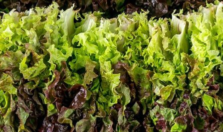Dream about washing lettuce: 11 main meanings explained
