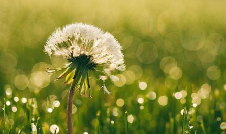 Dreaming of dandelions flying in the wind: 16 main meanings explained