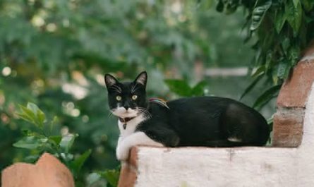 What does it mean to dream of rats?