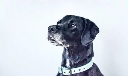 Dreaming about dogs: 70 scenarios and their interpretations