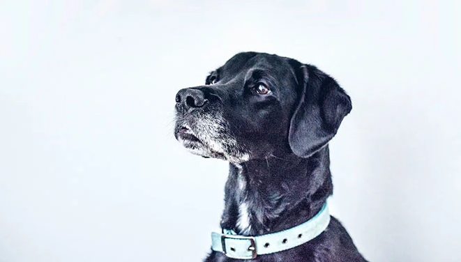 Dreaming about dogs: 70 scenarios and their interpretations