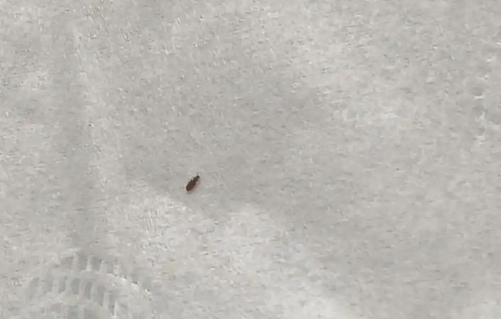 Dream about a small bug: 5 Main Meanings Explained