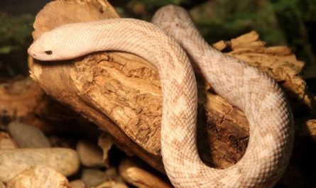 Dream about being bitten by a small insect : 5 Main Meanings Explained