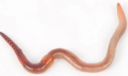 Dream about being bitten by an earthworm : 5 Main Meanings Explained
