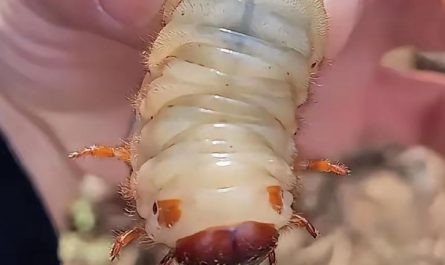 Dreaming of a large bug : 5 Main Meanings Explained