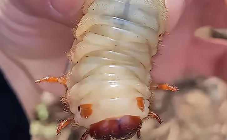 Dreaming of a large bug  : 5 Main Meanings Explained