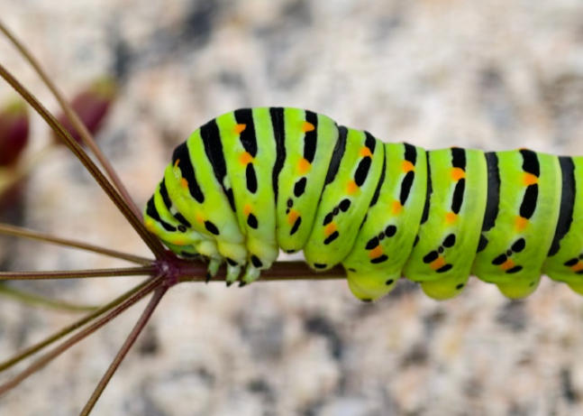 Dream of killing a big worm : 5 Main Meanings Explained