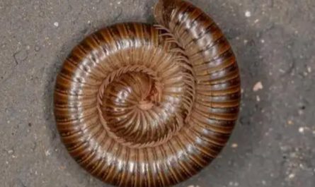 Dream about brown bugs : 5 Main Meanings Explained