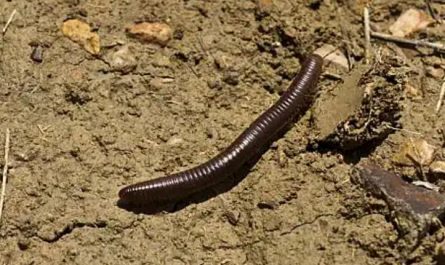 Dream about killing a brown bug : 5 Main Meanings Explained