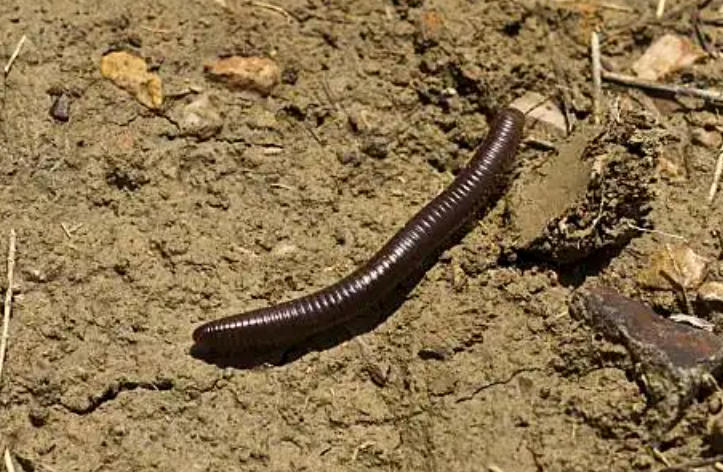 Dream about killing a brown bug  : 5 Main Meanings Explained