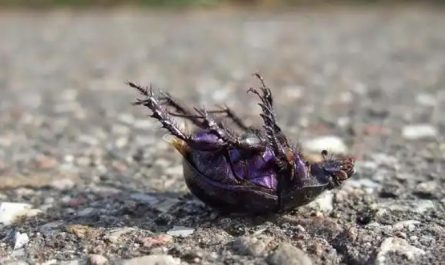 Dreaming of a dead bug : 5 Main Meanings Explained