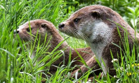 Dream about otters : 5 Main Meanings Explained