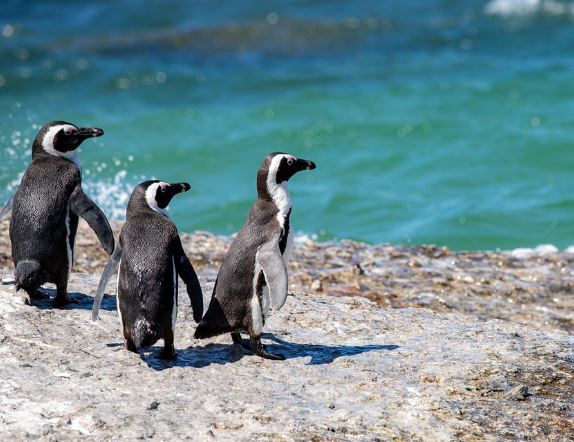 Dream about penguins : 5 Main Meanings Explained