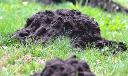 Dream about mole : 5 Main Meanings Explained