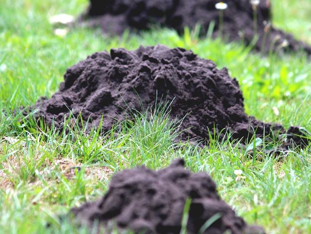 Dream about mole : 5 Main Meanings Explained